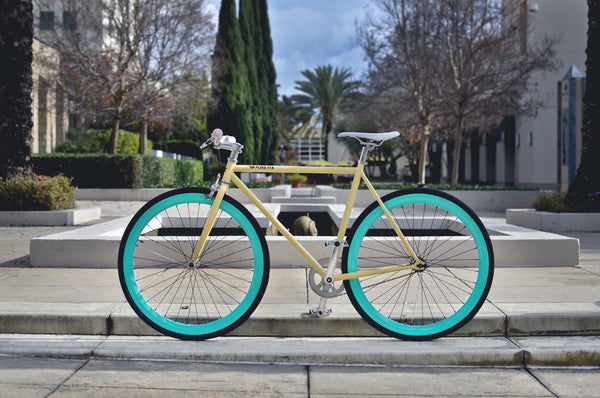 X-Ray - Alessandra & Co