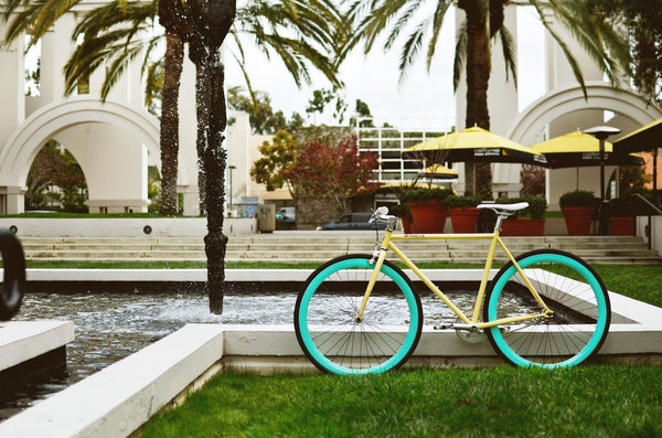 X-Ray - Alessandra & Co